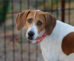 American Foxhound Dogs for adoption in Buckeye, AZ, USA