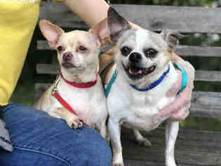 Chihuahua Dogs for adoption in Urbana, IL, USA