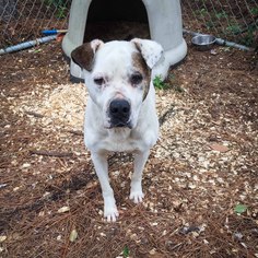 American Bulldog Dogs for adoption in Pembroke, GA, USA