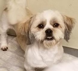 Lhasa Apso Dogs for adoption in Walnutport, PA, USA