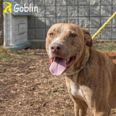 American Pit Bull Terrier Dogs for adoption in Rowlett, TX, USA