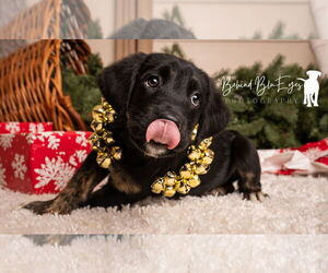 Great Pyrenees-Scottish Deerhound Mix Dogs for adoption in MIDWAY, UT, USA