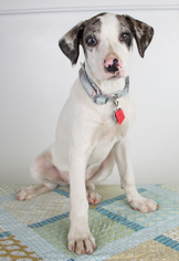 Medium Photo #1 Great Dane-Unknown Mix Puppy For Sale in Minneapolis, MN, USA