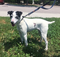 Jack Russell Terrier Dogs for adoption in Virginia Beach, VA, USA