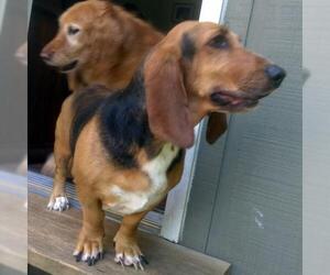 Medium Photo #1 Basset Hound Puppy For Sale in Cologne, NJ, USA