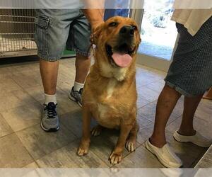 Shepweiller Dogs for adoption in Grand Prairie, TX, USA
