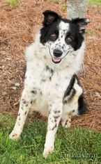 Border-Aussie Dogs for adoption in Alpharetta, GA, USA