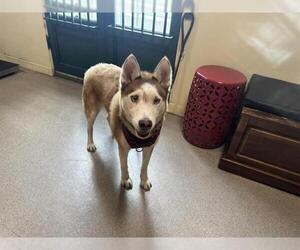 Siberian Husky Dogs for adoption in Pasadena, CA, USA