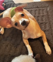 Small Chihuahua-Doberman Pinscher Mix