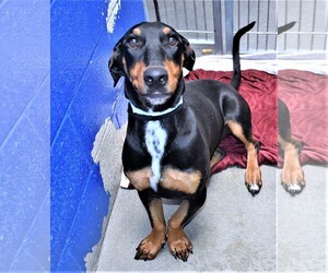 Dobie-Basset Dogs for adoption in San Jacinto, CA, USA