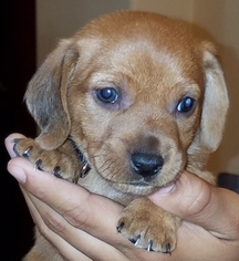 Dachshund Dogs for adoption in Surprise , AZ, USA
