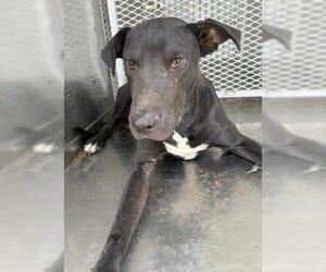American Pit Bull Terrier Dogs for adoption in Bakersfield, CA, USA