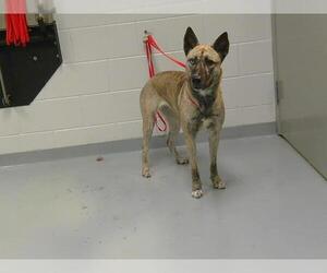 Siberian Husky-Unknown Mix Dogs for adoption in St. Cloud, FL, USA
