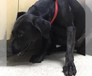 Labrador Retriever-Unknown Mix Dogs for adoption in Riverside, CA, USA