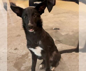 German Shepherd Dog-Unknown Mix Dogs for adoption in Tavares, FL, USA