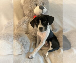 Jack Russell Terrier-Unknown Mix Dogs for adoption in Lakewood, CO, USA