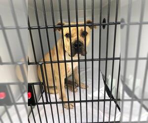 Mastador Dogs for adoption in Norfolk, VA, USA