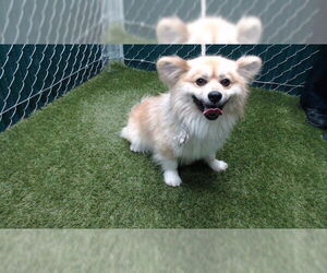Pomeranian-Unknown Mix Dogs for adoption in Downey, CA, USA