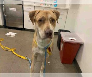 Labrador Retriever Dogs for adoption in Berkeley , CA, USA