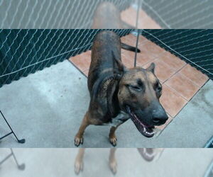 Mutt Dogs for adoption in Downey, CA, USA