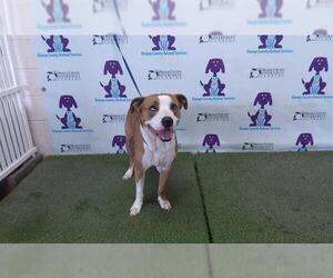 American Pit Bull Terrier-Australian Shepherd Mix Dogs for adoption in Orlando, FL, USA