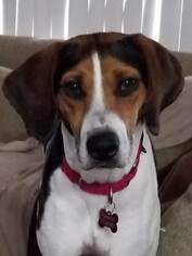 Beagle-Treeing Walker Coonhound Mix Dogs for adoption in Seminole, FL, USA