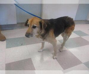 Mutt Dogs for adoption in Oklahoma City, OK, USA