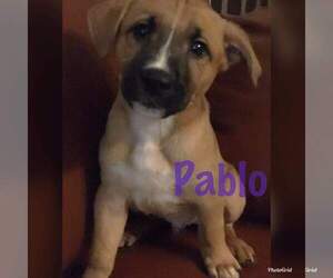 American Staffordshire Terrier-German Shepherd Dog Mix Dogs for adoption in vacaville, CA, USA
