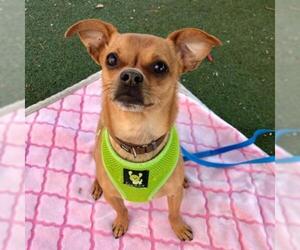 Chihuahua Dogs for adoption in Austin, TX, USA