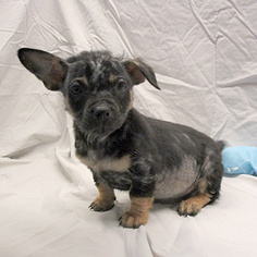 Chi-Corgi Dogs for adoption in Fayetteville, TN, USA