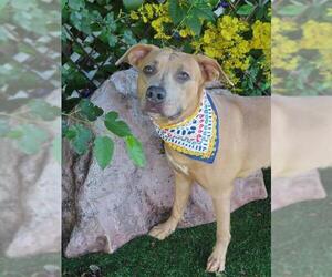 American Pit Bull Terrier-Unknown Mix Dogs for adoption in Oklahoma City, OK, USA