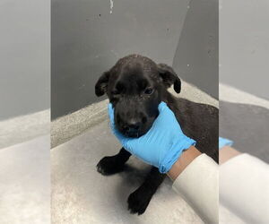 German Shepherd Dog-Unknown Mix Dogs for adoption in Tallahassee, FL, USA