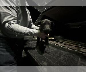 American Pit Bull Terrier-Unknown Mix Dogs for adoption in Ocala, FL, USA