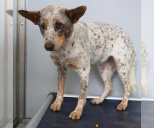 Mutt Dogs for adoption in San Antonio, TX, USA