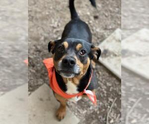 Miniature Pinscher-Unknown Mix Dogs for adoption in Santa Maria, CA, USA