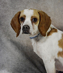 Beagle Dogs for adoption in St. Louis Park, MN, USA