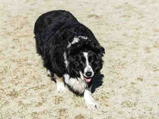 Border Collie Dogs for adoption in Placerville, CA, USA