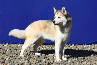 Siberian Husky Dogs for adoption in Fairfield, CA, USA