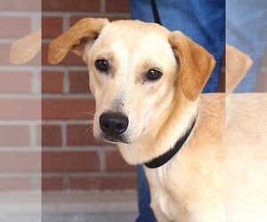 Golden Labrador Dogs for adoption in Carrollton, TX, USA