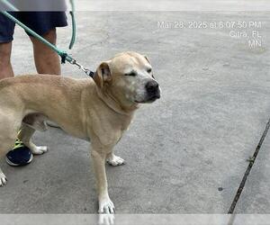 Labrador Retriever-Unknown Mix Dogs for adoption in Ocala, FL, USA