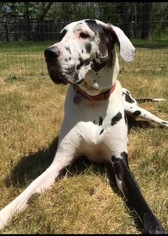 Great Dane Dogs for adoption in Pottstown, PA, USA