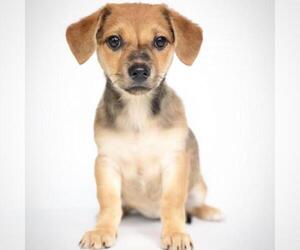 Dachshund Dogs for adoption in Fredericksburg, TX, USA
