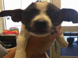Medium Photo #1 Raggle Puppy For Sale in San Antonio, TX, USA