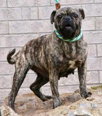 Pug Dogs for adoption in Little Rock, AR, USA