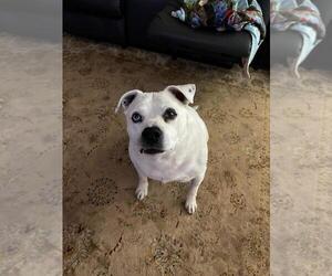 American Pit Bull Terrier-Unknown Mix Dogs for adoption in Calgary, Alberta, Canada