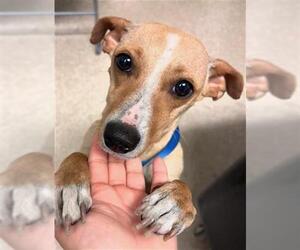 Chihuahua Dogs for adoption in Bakersfield, CA, USA