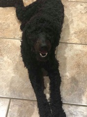 Goldendoodle Dogs for adoption in Gulfport, MI, USA