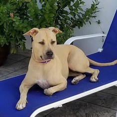 American Pit Bull Terrier-Labrador Retriever Mix Dogs for adoption in Davie, FL, USA
