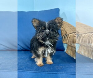 Mutt Dogs for adoption in Pacolet, SC, USA