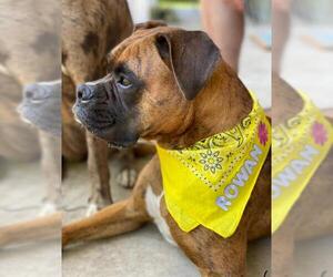 Boxer Dogs for adoption in Gulfport, MI, USA